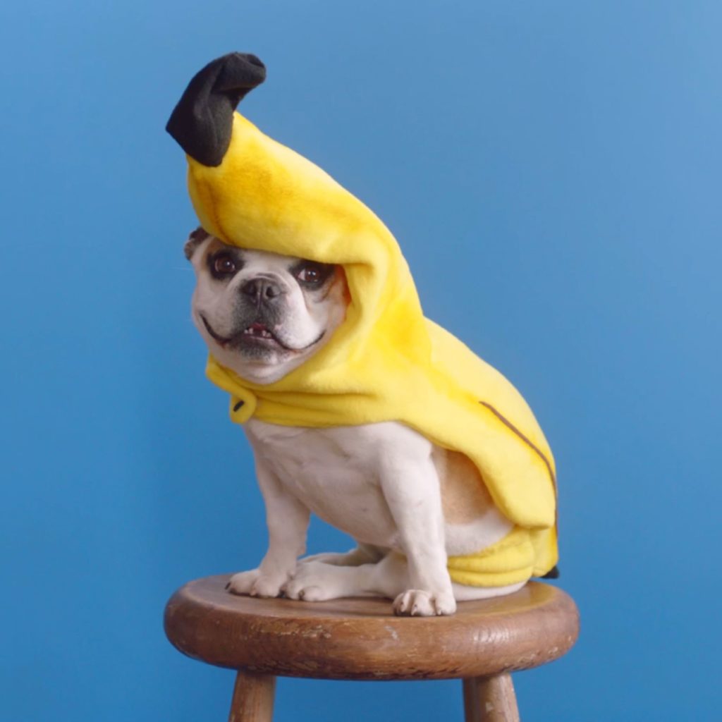 bananadog-1024x1024